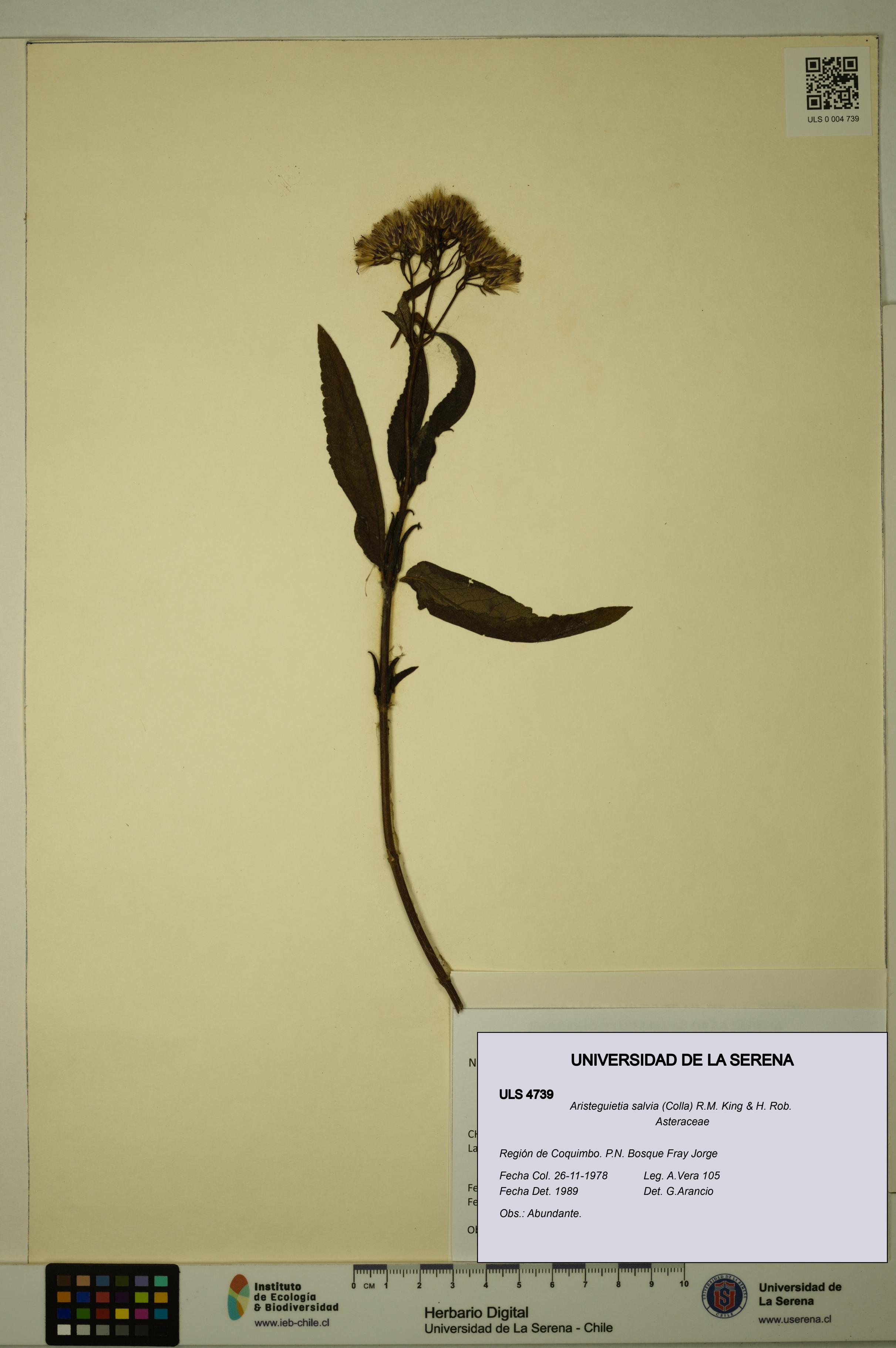Aristeguietia salvia [Espécimen: ULS:ULS:0004739]