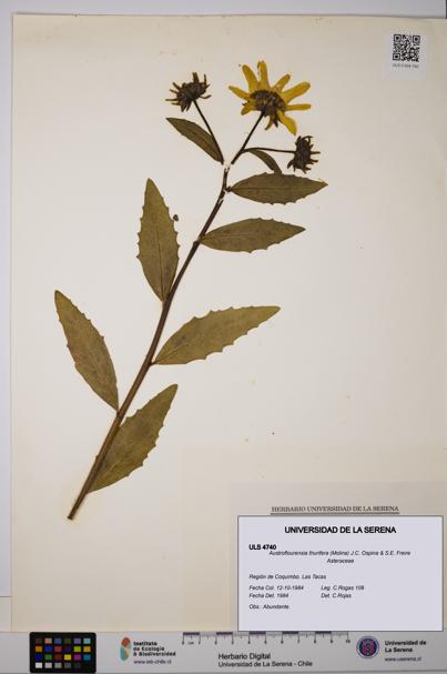 Austroflourensia thurifera [Espécimen: ULS:ULS:0004740]