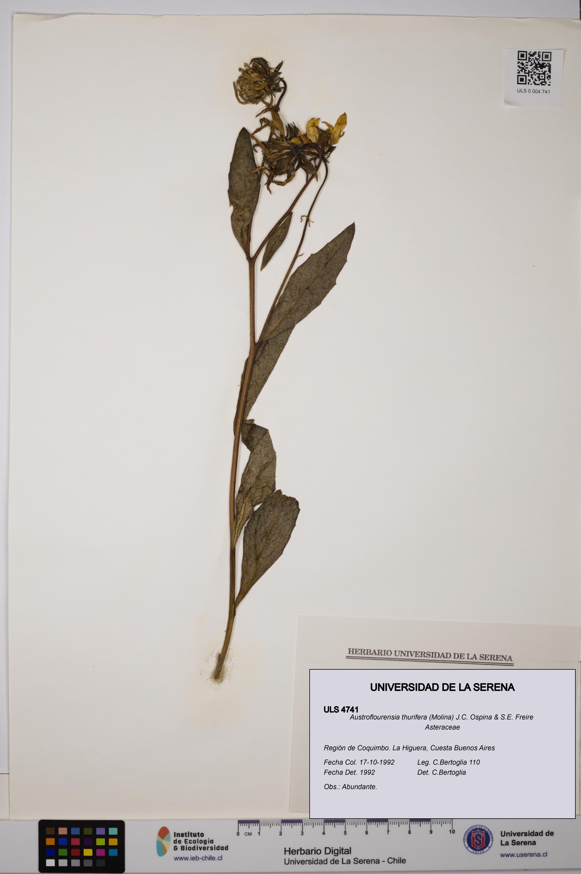 Austroflourensia thurifera [Espécimen: ULS:ULS:0004741]