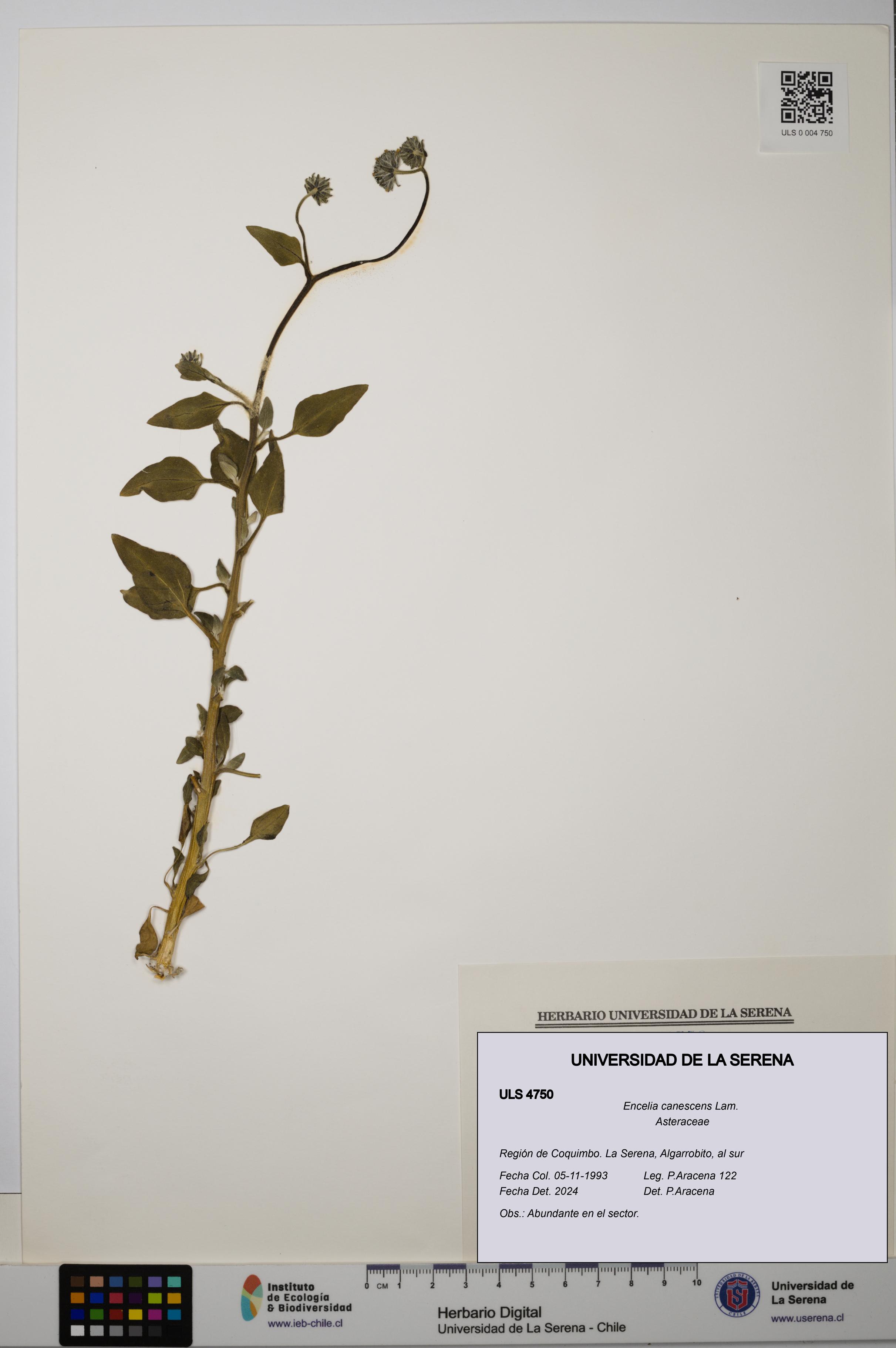 Encelia canescens [Espécimen: ULS:ULS:0004750]