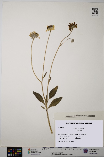 Encelia canescens [Espécimen: ULS:ULS:0004751]