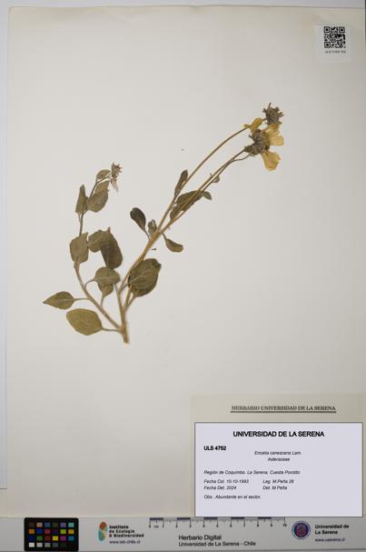 Encelia canescens [Espécimen: ULS:ULS:0004752]