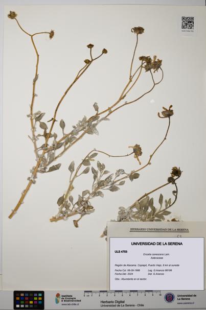 Encelia canescens [Espécimen: ULS:ULS:0004753]