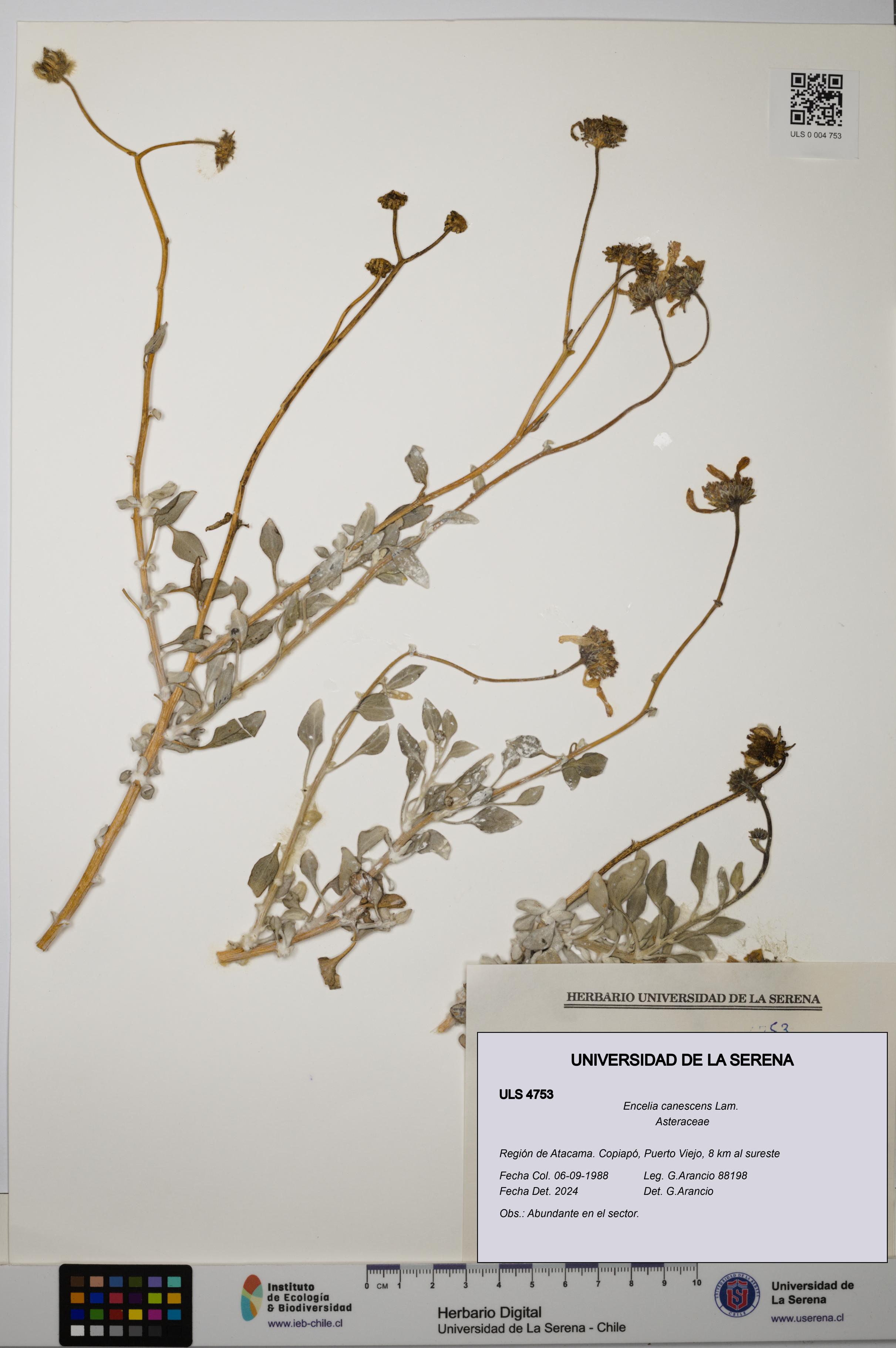 Encelia canescens [Espécimen: ULS:ULS:0004753]