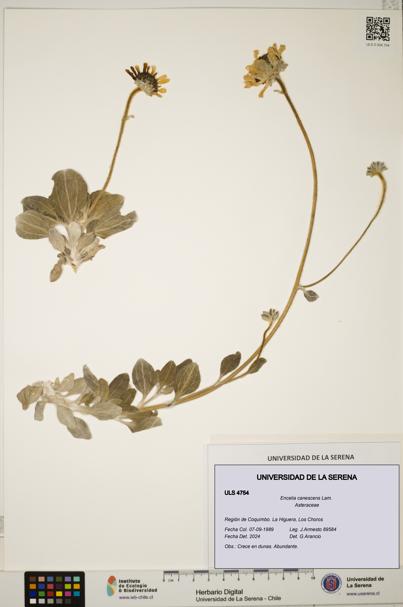 Encelia canescens [Espécimen: ULS:ULS:0004754]