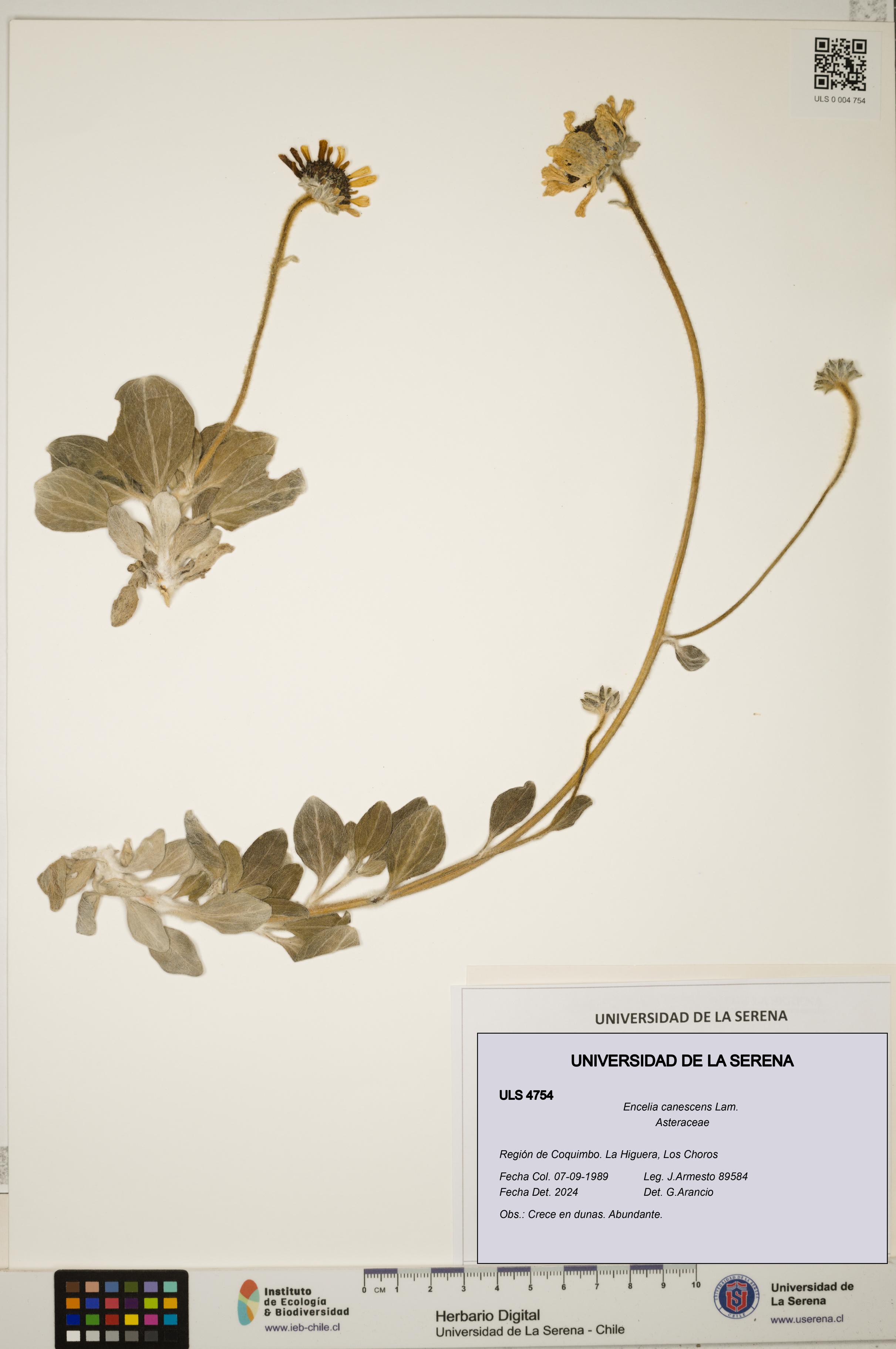 Encelia canescens [Espécimen: ULS:ULS:0004754]