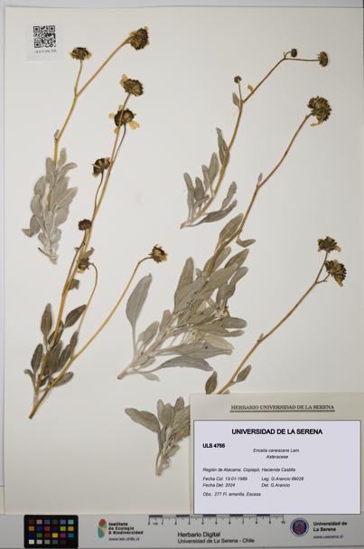 Encelia canescens [Espécimen: ULS:ULS:0004755]