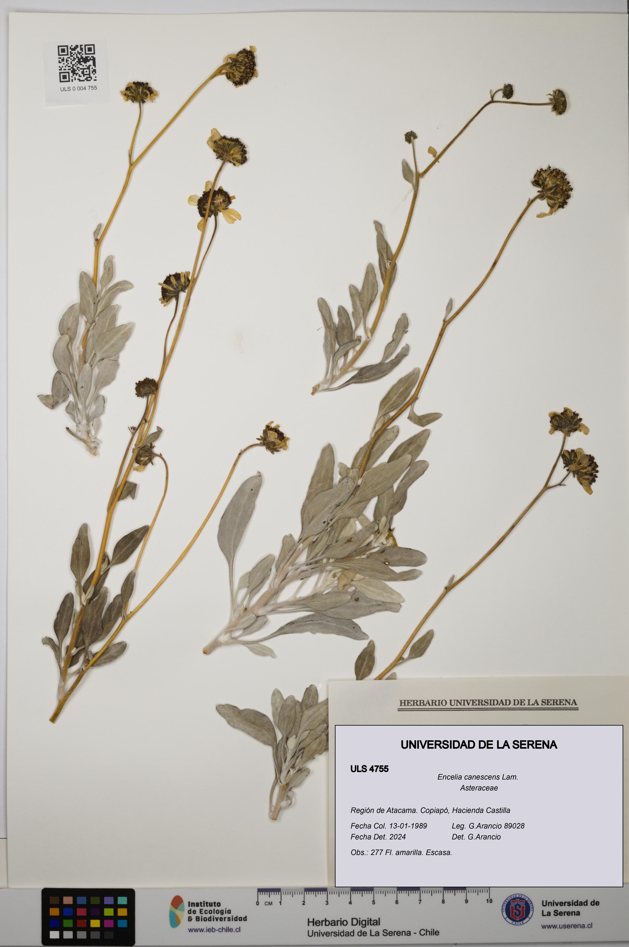 Encelia canescens [Espécimen: ULS:ULS:0004755]