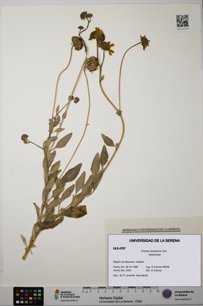 Encelia canescens [Espécimen: ULS:ULS:0004757]