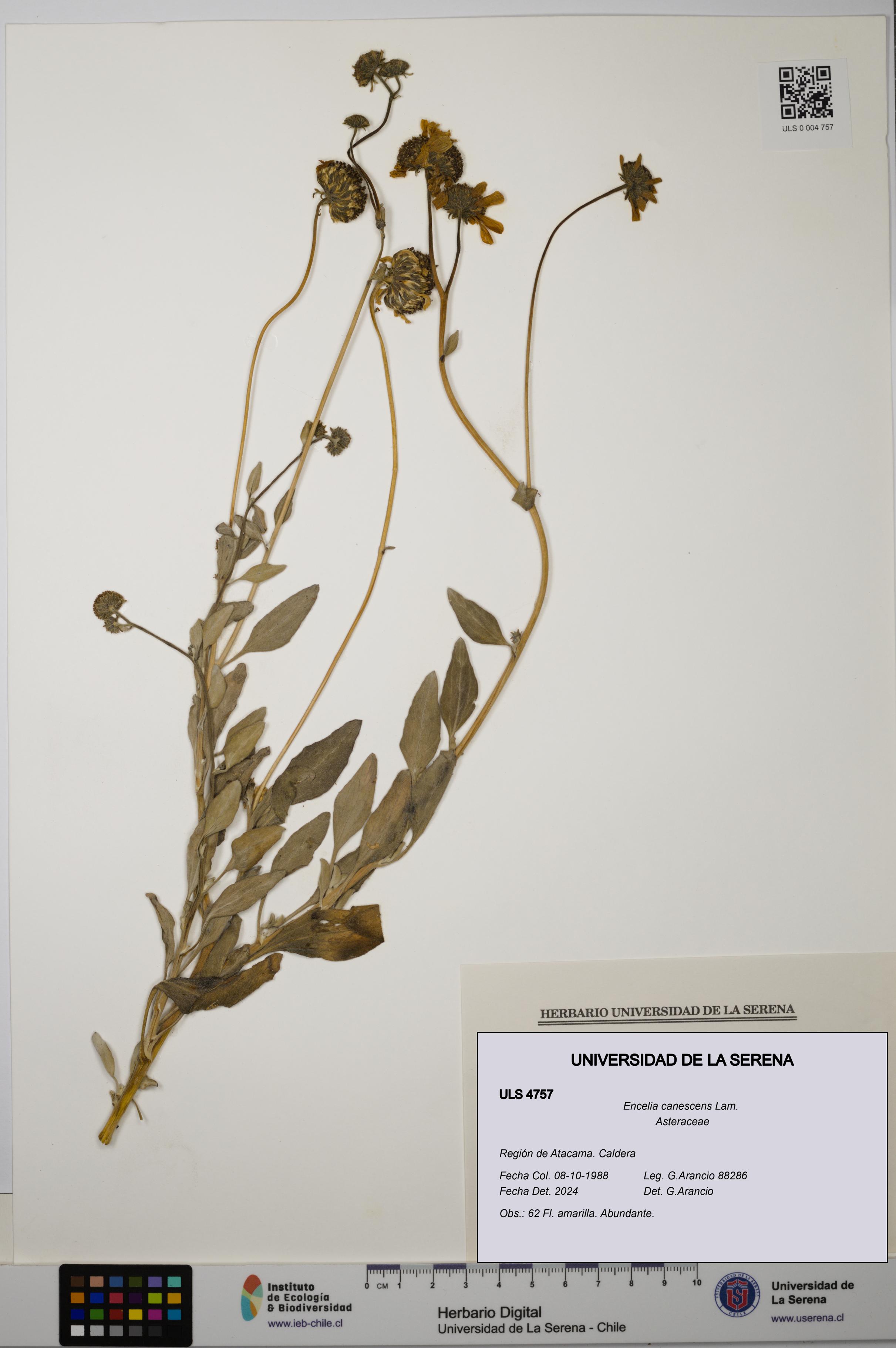 Encelia canescens [Espécimen: ULS:ULS:0004757]