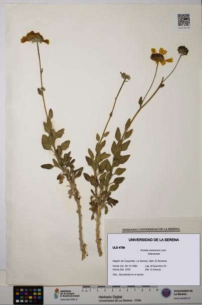 Encelia canescens [Espécimen: ULS:ULS:0004758]
