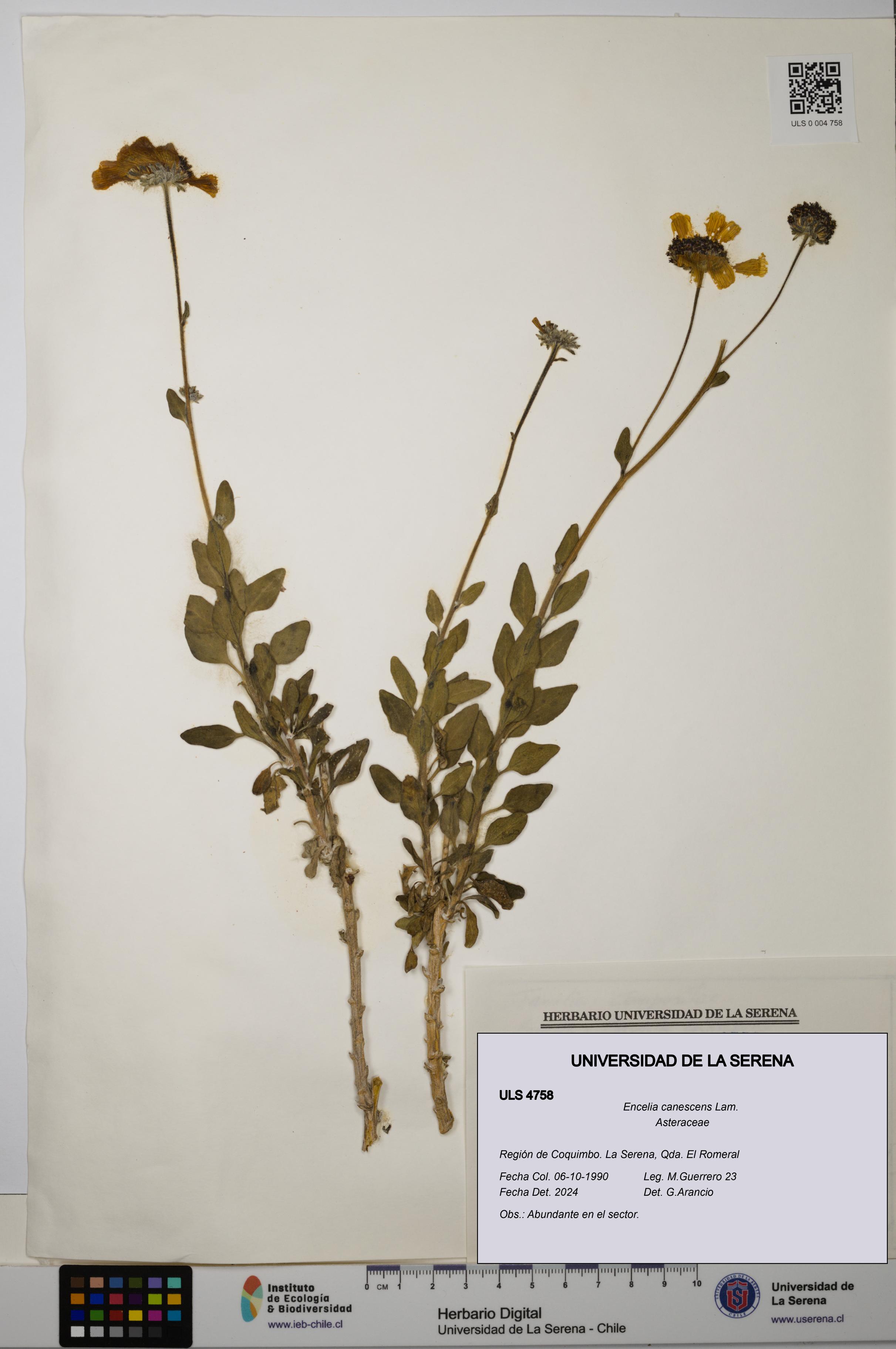 Encelia canescens [Espécimen: ULS:ULS:0004758]