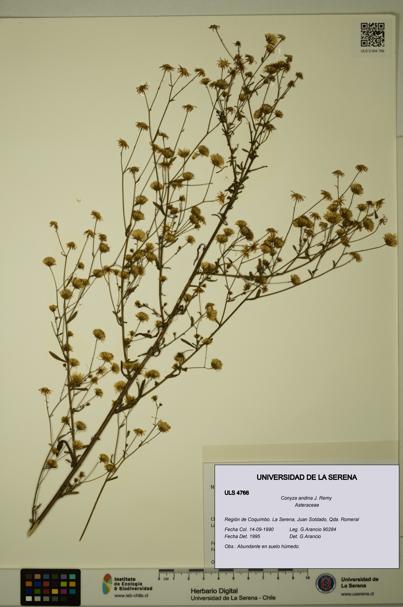 Conyza andina [Espécimen: ULS:ULS:0004766]