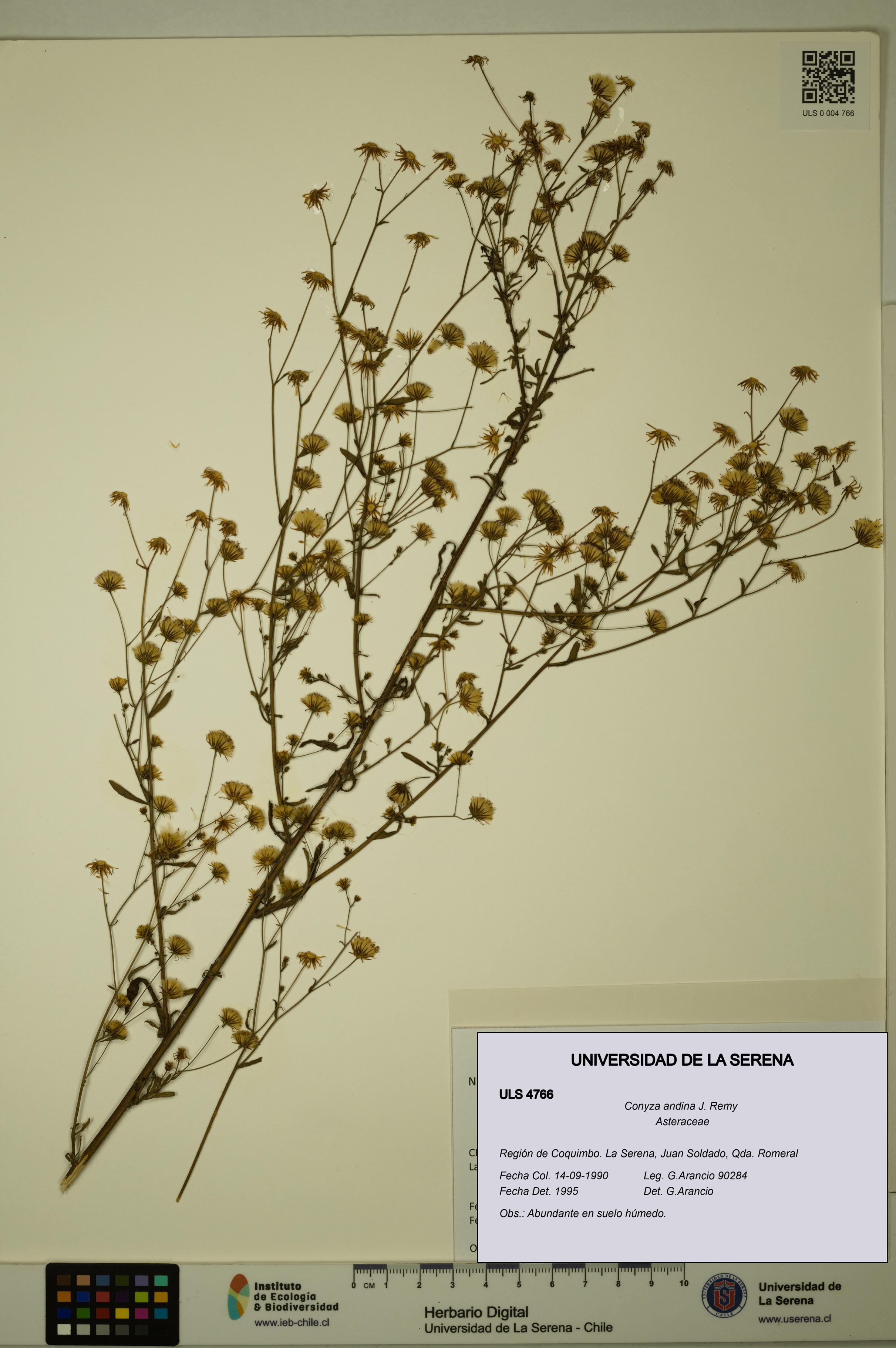 Conyza andina [Espécimen: ULS:ULS:0004766]