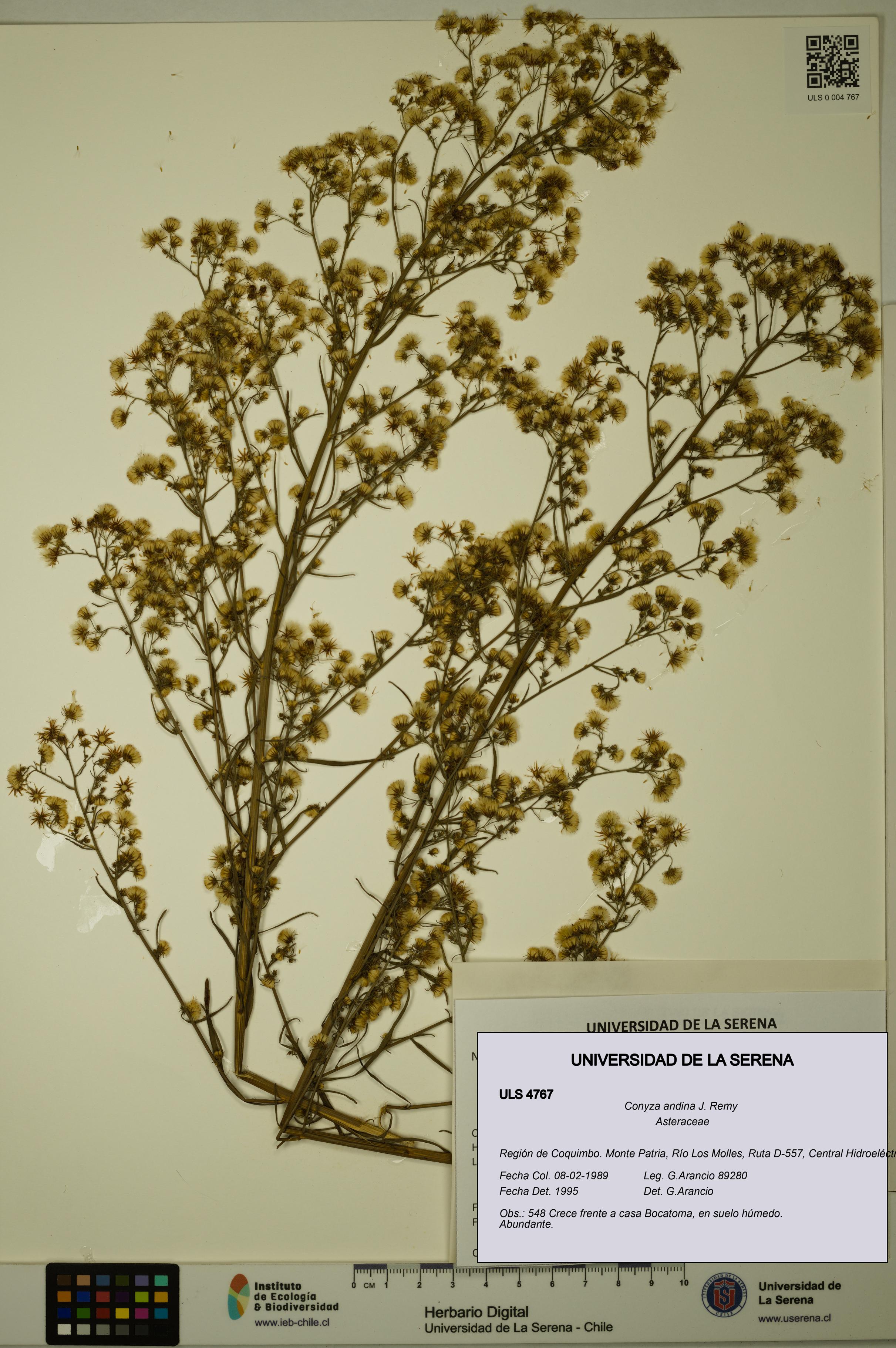 Conyza andina [Espécimen: ULS:ULS:0004767]