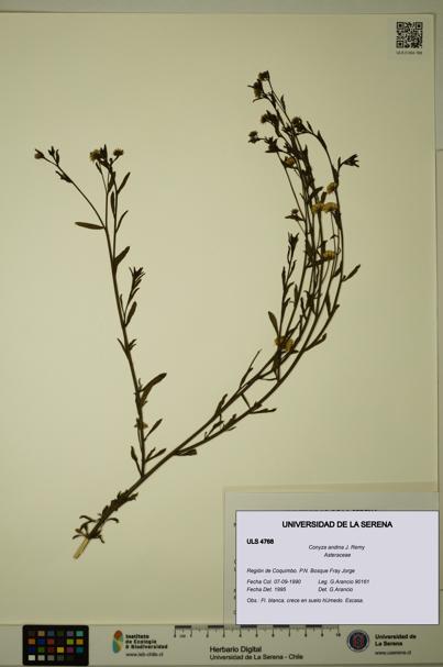 Conyza andina [Espécimen: ULS:ULS:0004768]