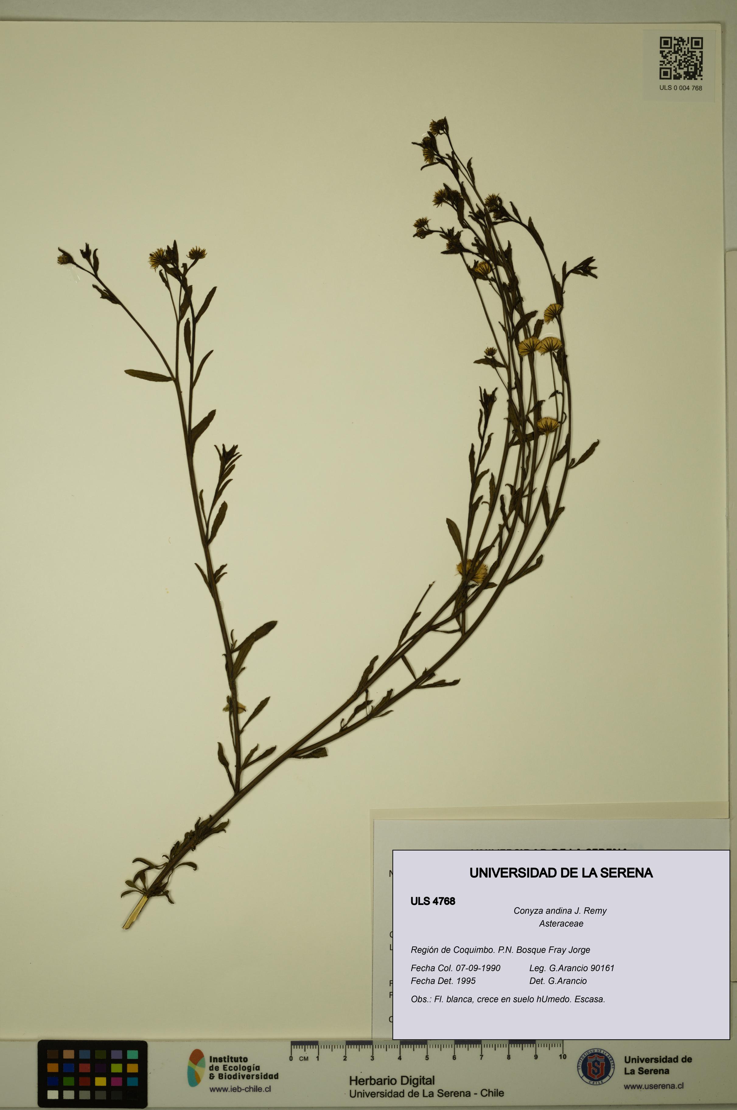 Conyza andina [Espécimen: ULS:ULS:0004768]