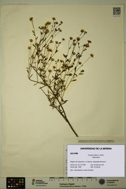 Conyza andina [Espécimen: ULS:ULS:0004769]