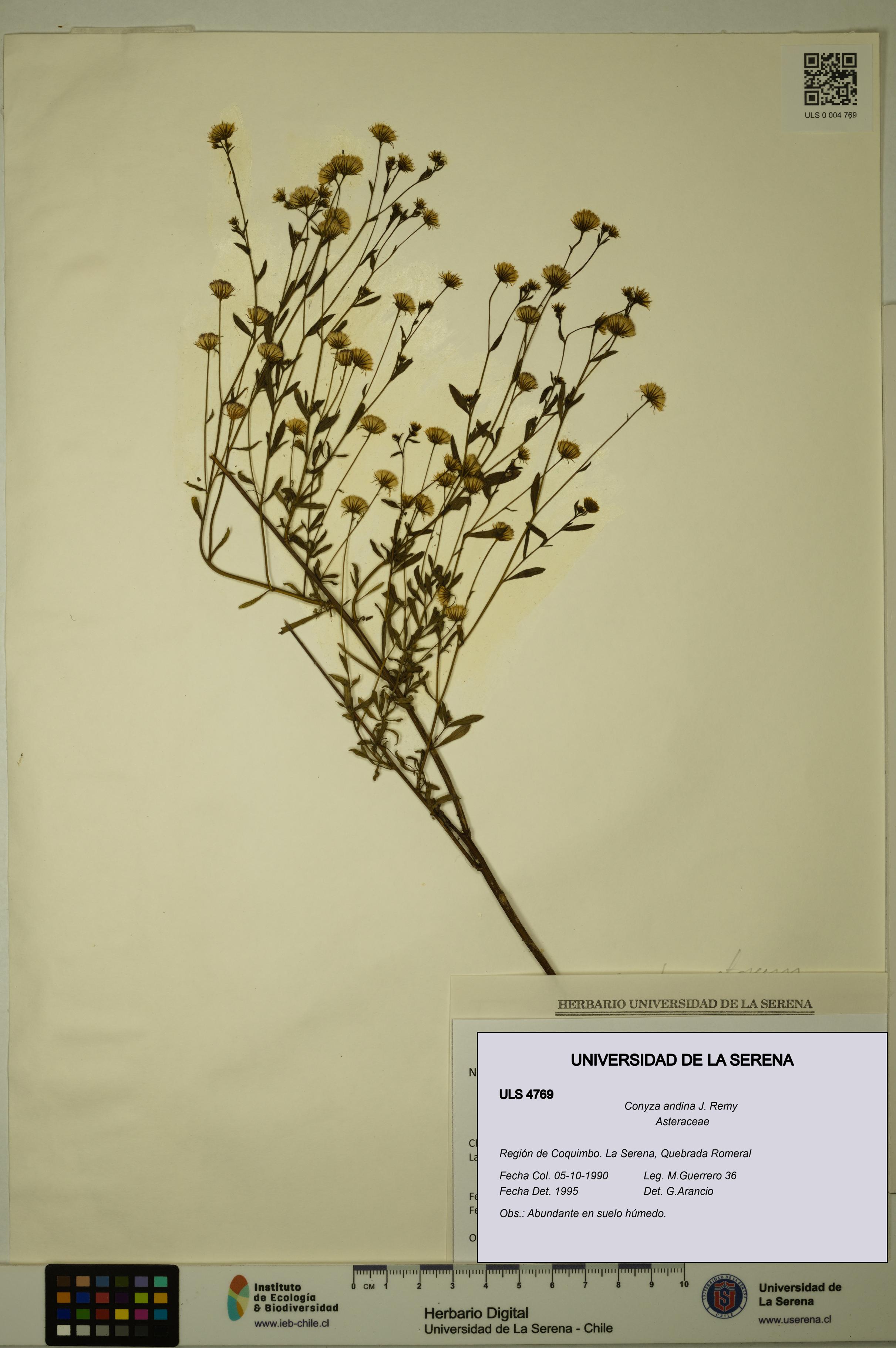 Conyza andina [Espécimen: ULS:ULS:0004769]