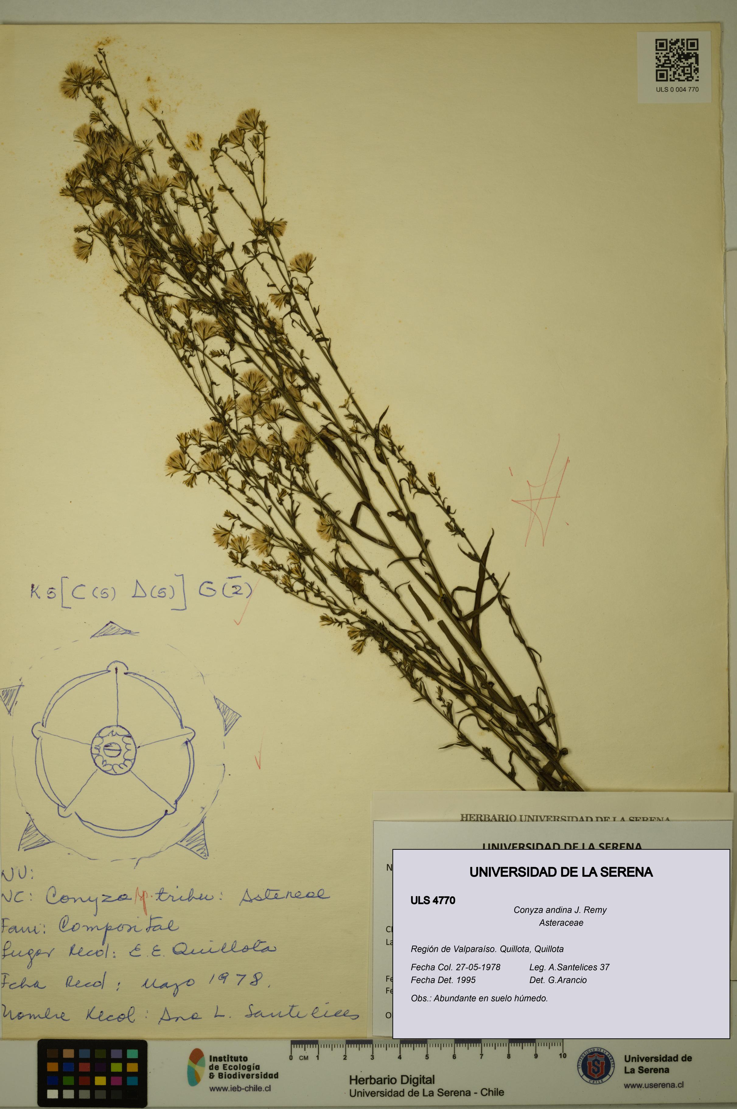 Conyza andina [Espécimen: ULS:ULS:0004770]