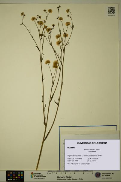 Conyza andina [Espécimen: ULS:ULS:0004771]