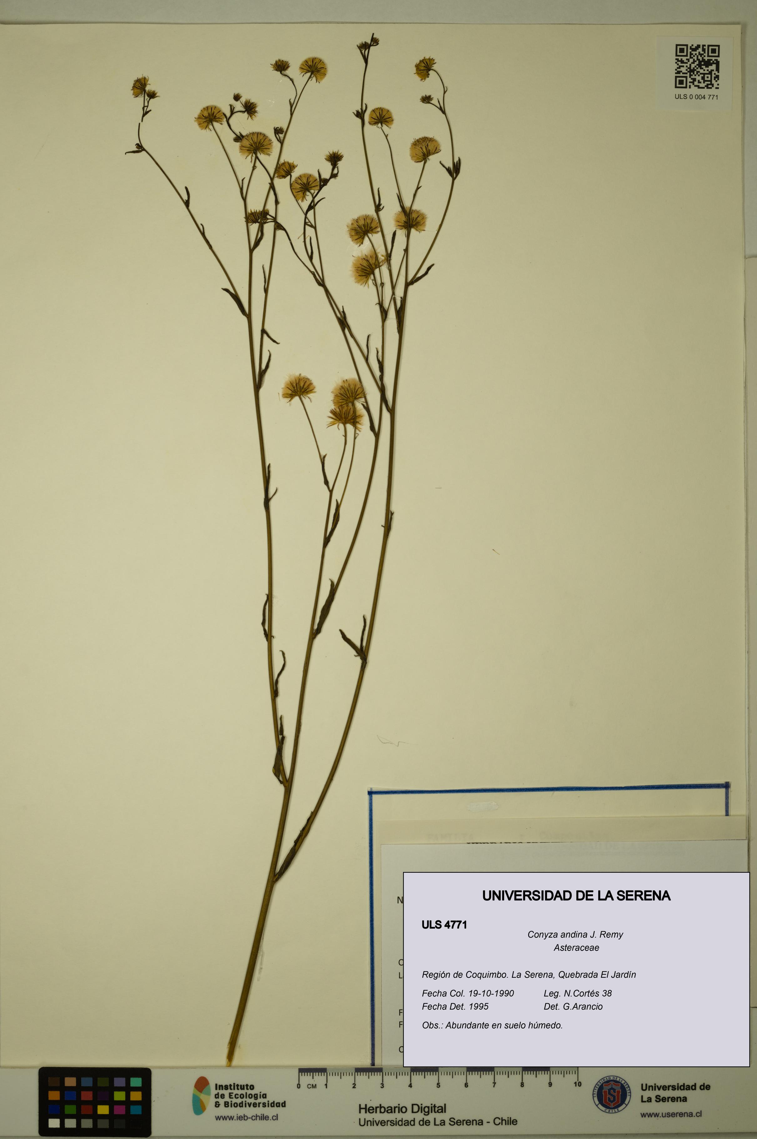 Conyza andina [Espécimen: ULS:ULS:0004771]