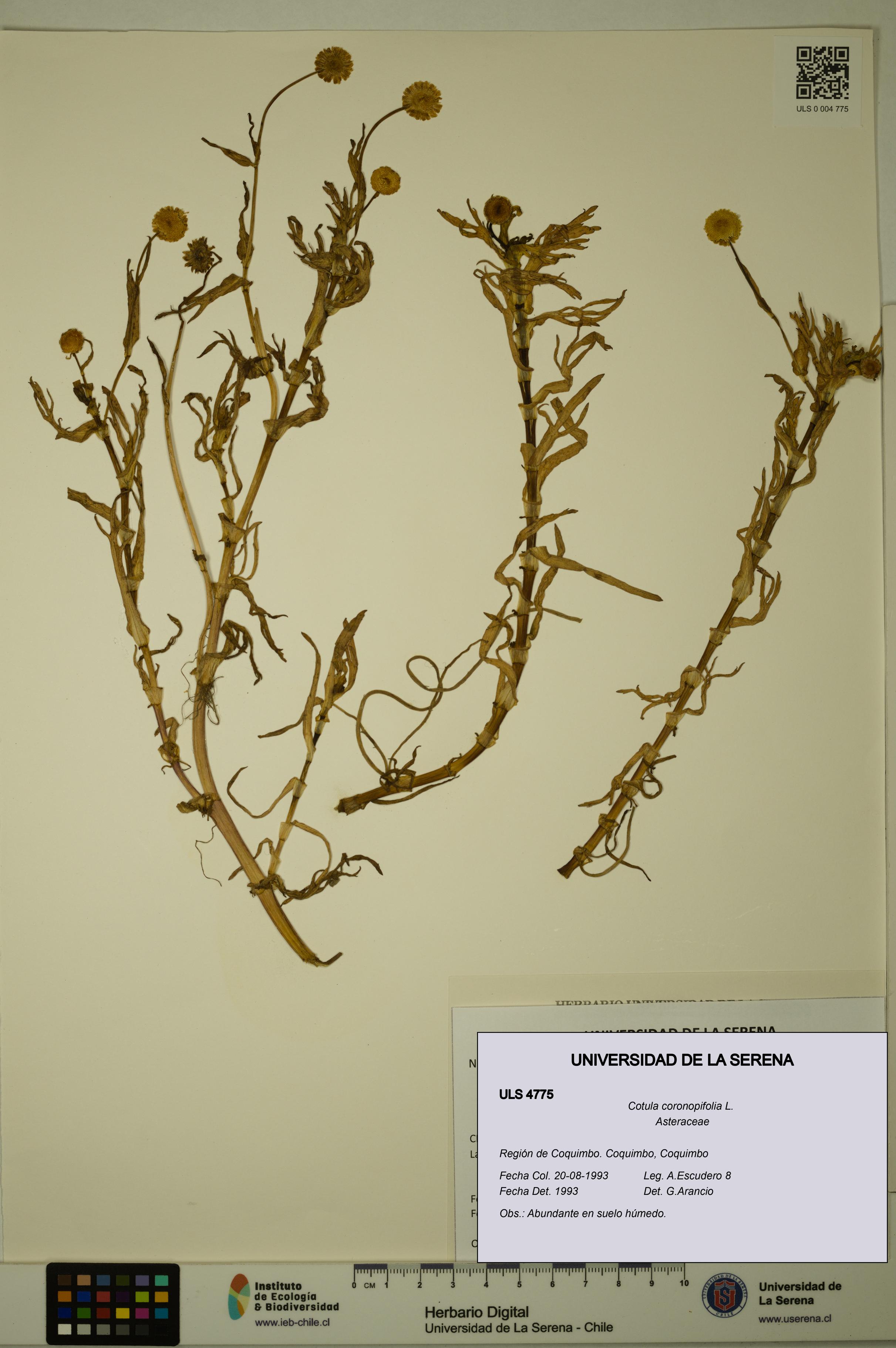 Cotula coronopifolia [Espécimen: ULS:ULS:0004775]