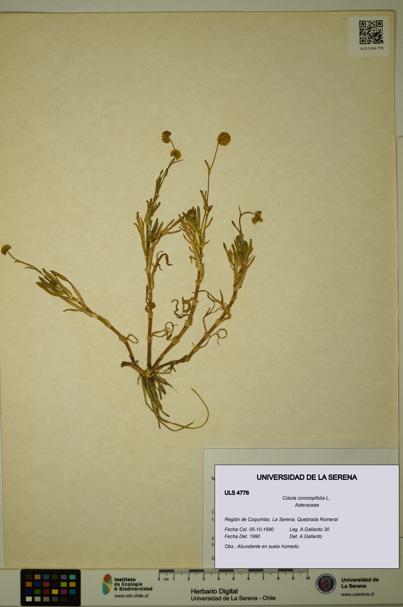 Cotula coronopifolia [Espécimen: ULS:ULS:0004776]