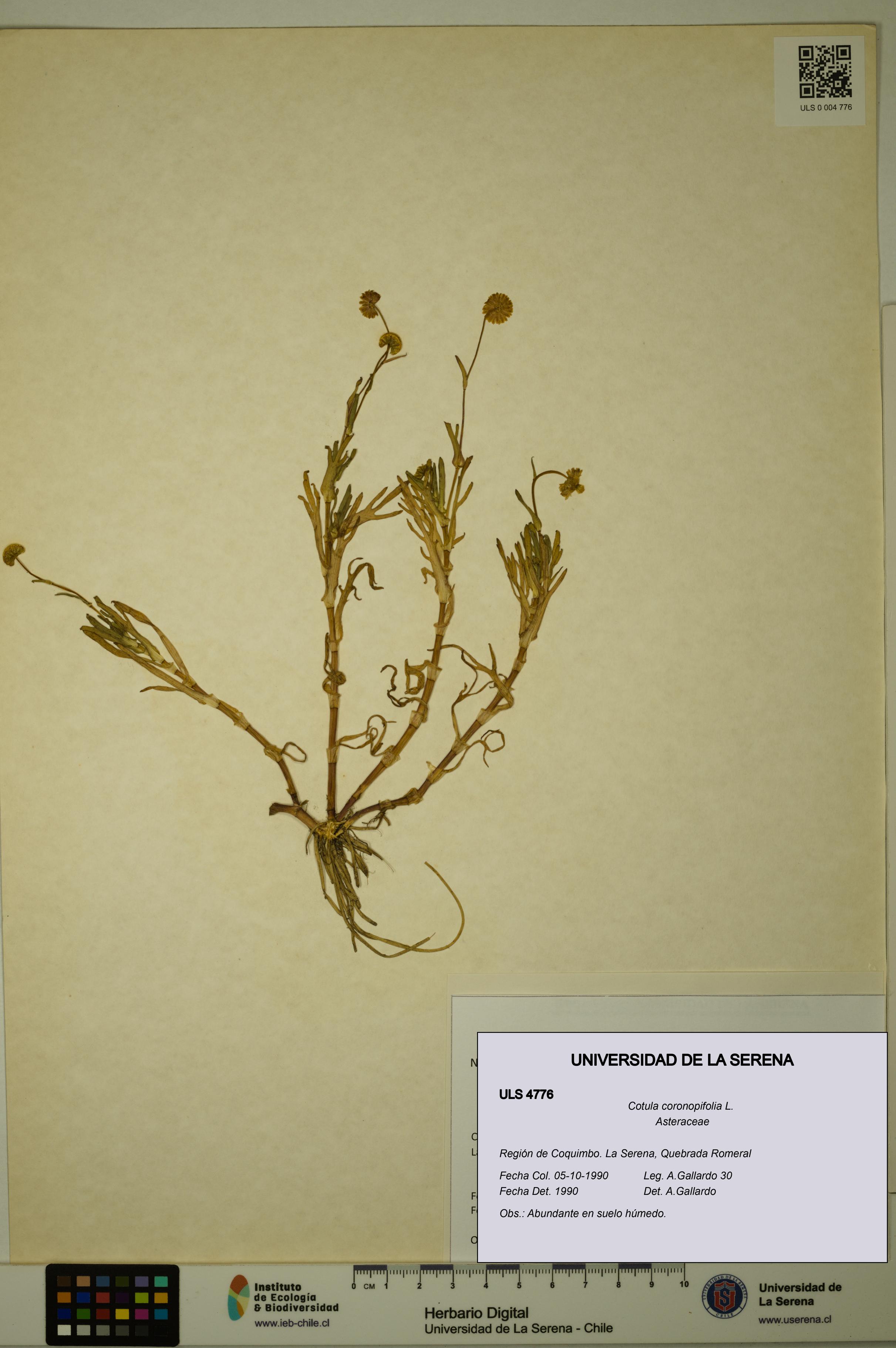 Cotula coronopifolia [Espécimen: ULS:ULS:0004776]