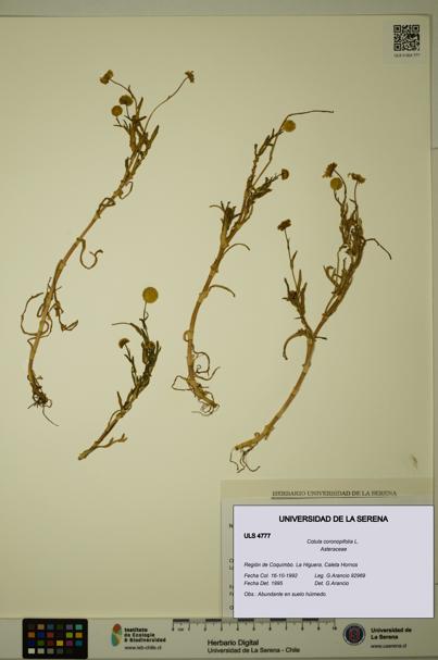 Cotula coronopifolia [Espécimen: ULS:ULS:0004777]