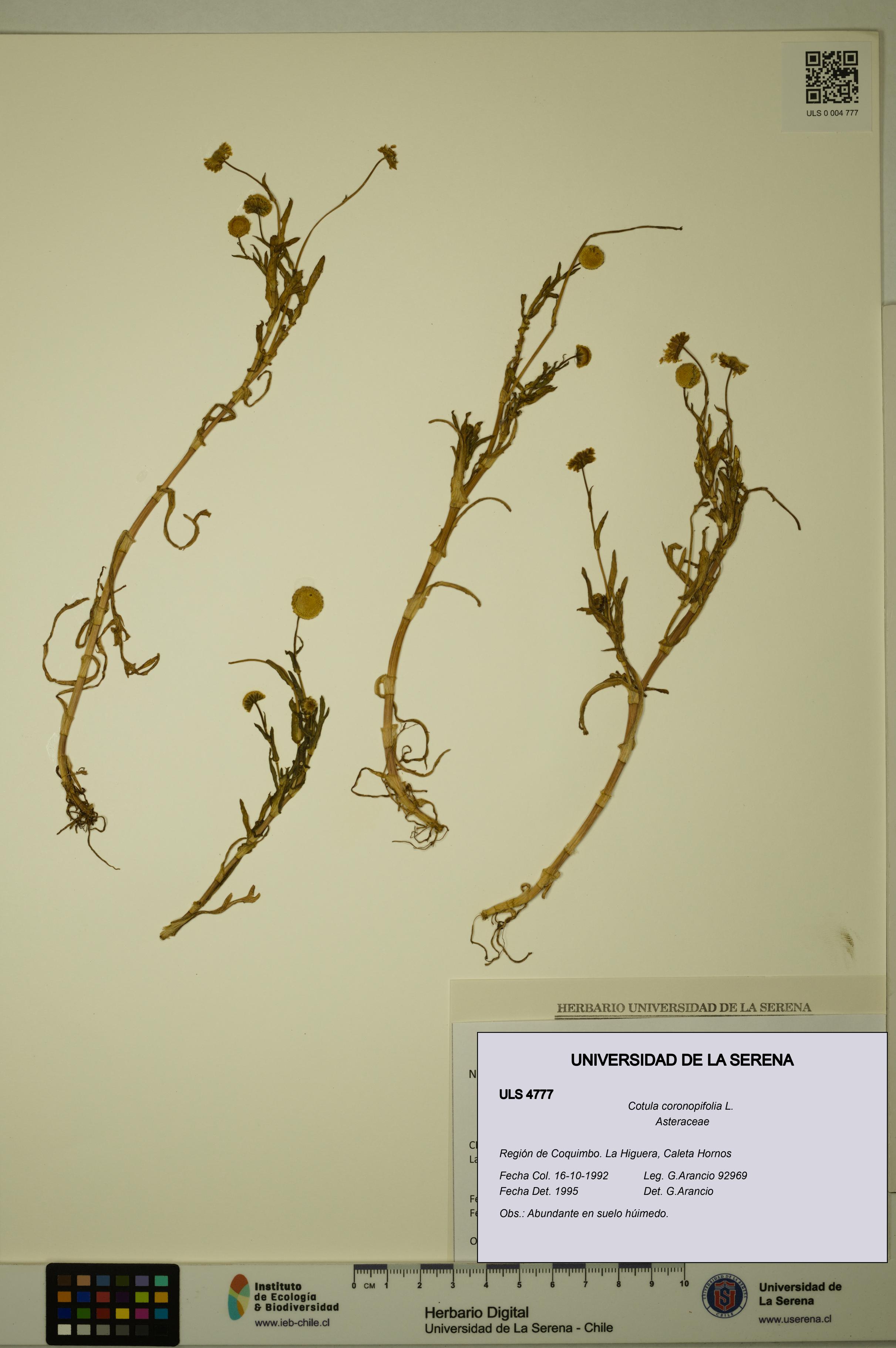 Cotula coronopifolia [Espécimen: ULS:ULS:0004777]