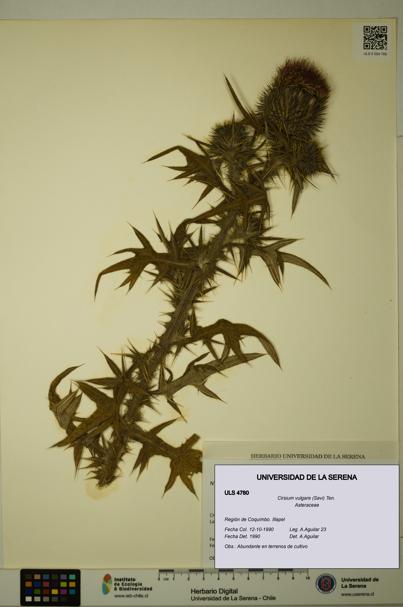 Cirsium vulgare [Espécimen: ULS:ULS:0004780]