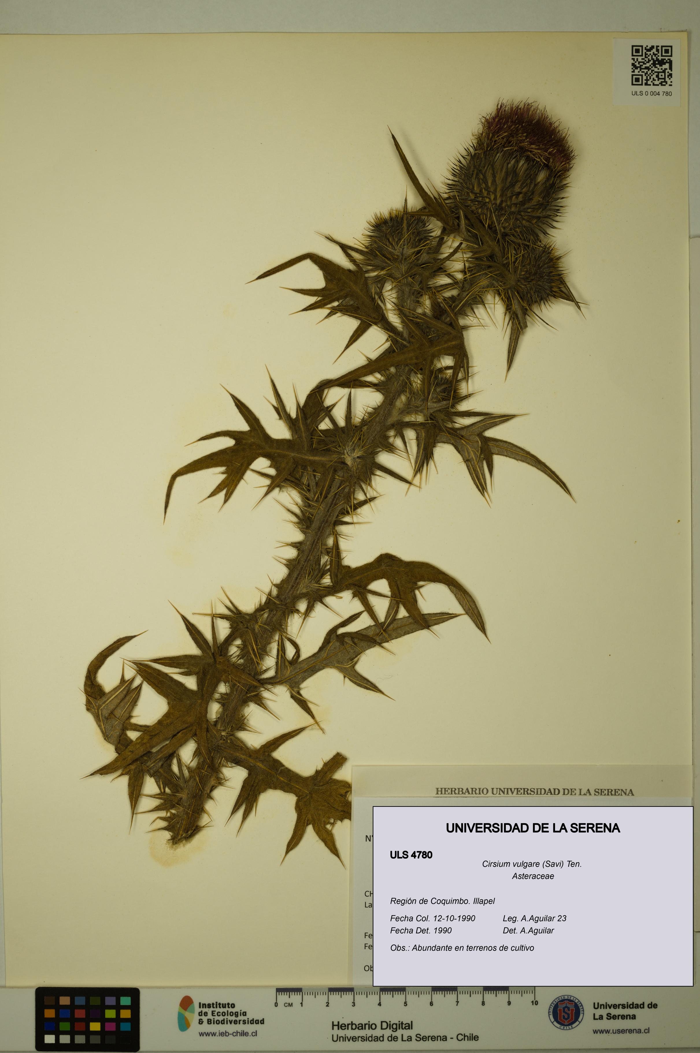 Cirsium vulgare [Espécimen: ULS:ULS:0004780]
