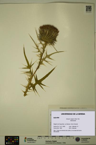 Cirsium vulgare [Espécimen: ULS:ULS:0004781]