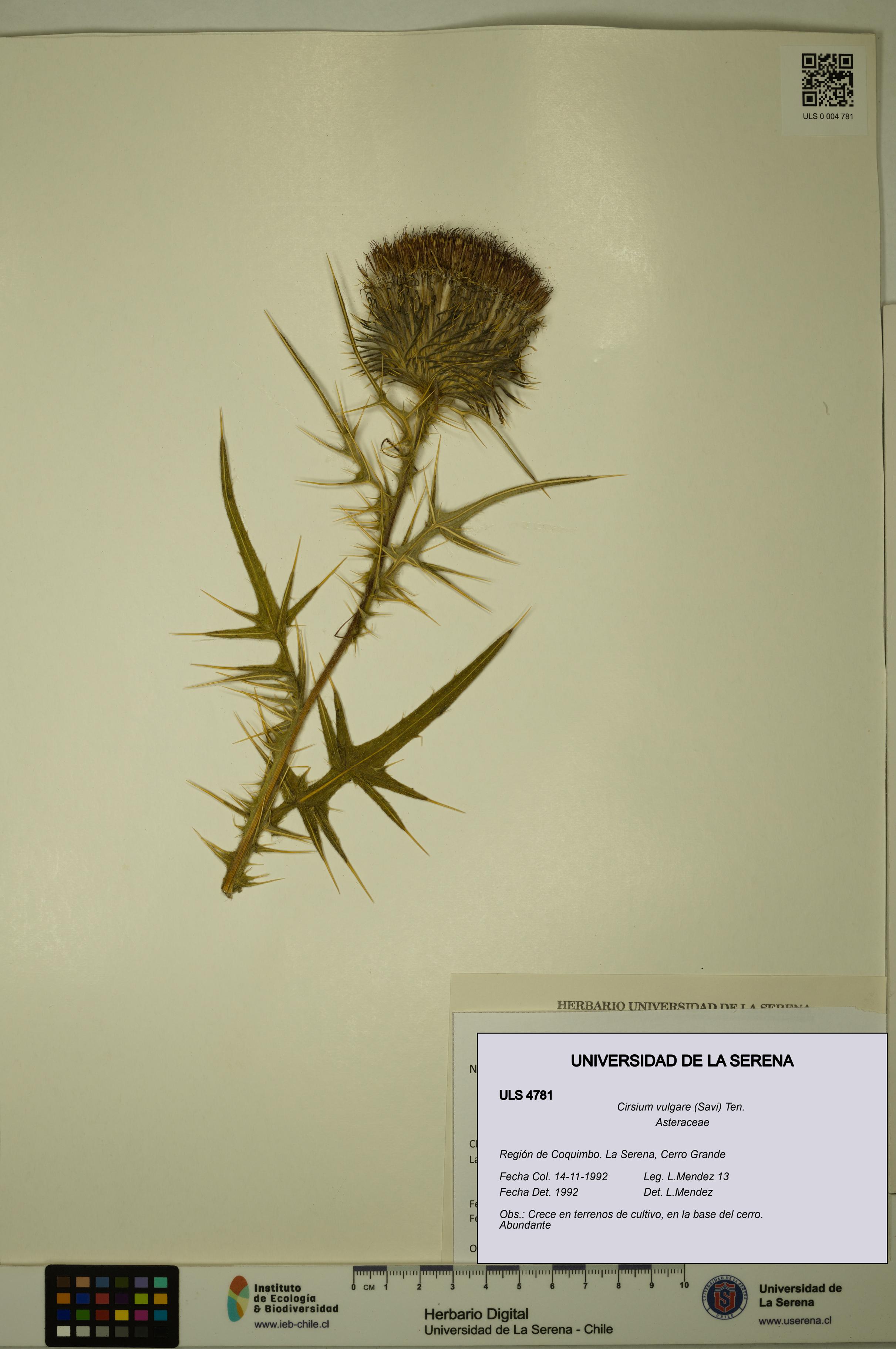 Cirsium vulgare [Espécimen: ULS:ULS:0004781]