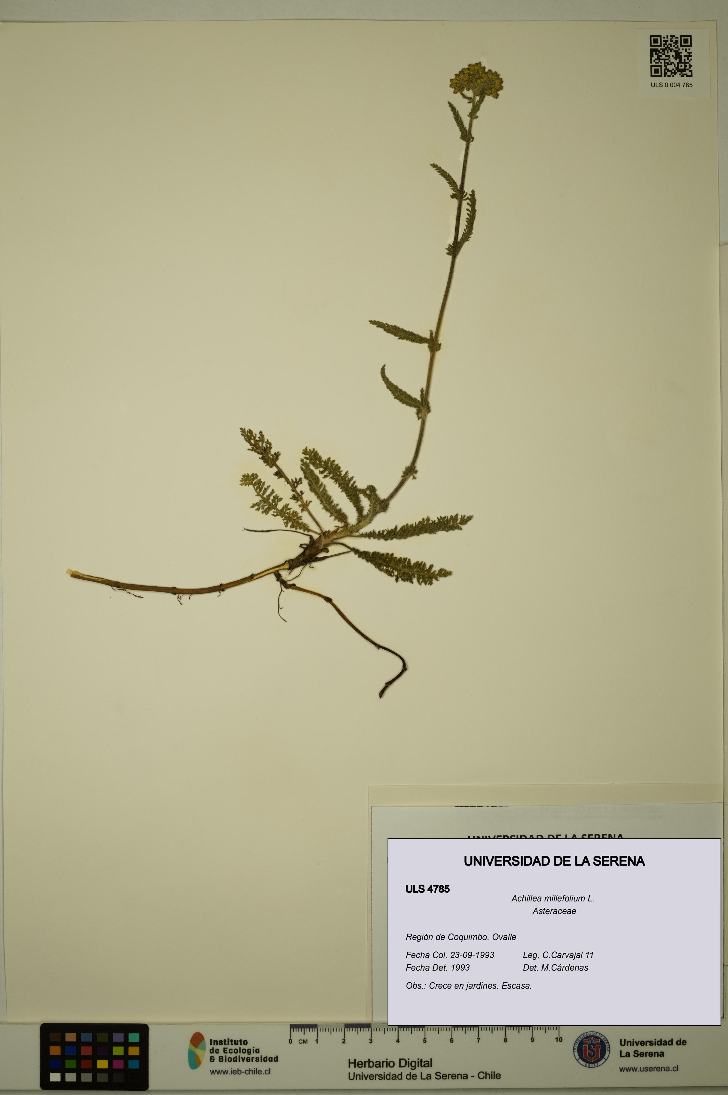 Achillea millefolium [Espécimen: ULS:ULS:0004785]