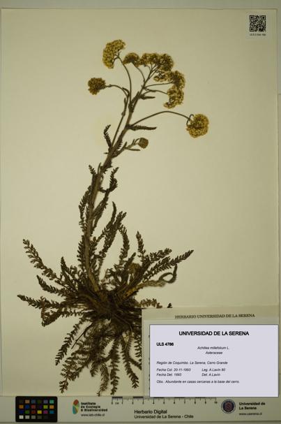 Achillea millefolium [Espécimen: ULS:ULS:0004786]