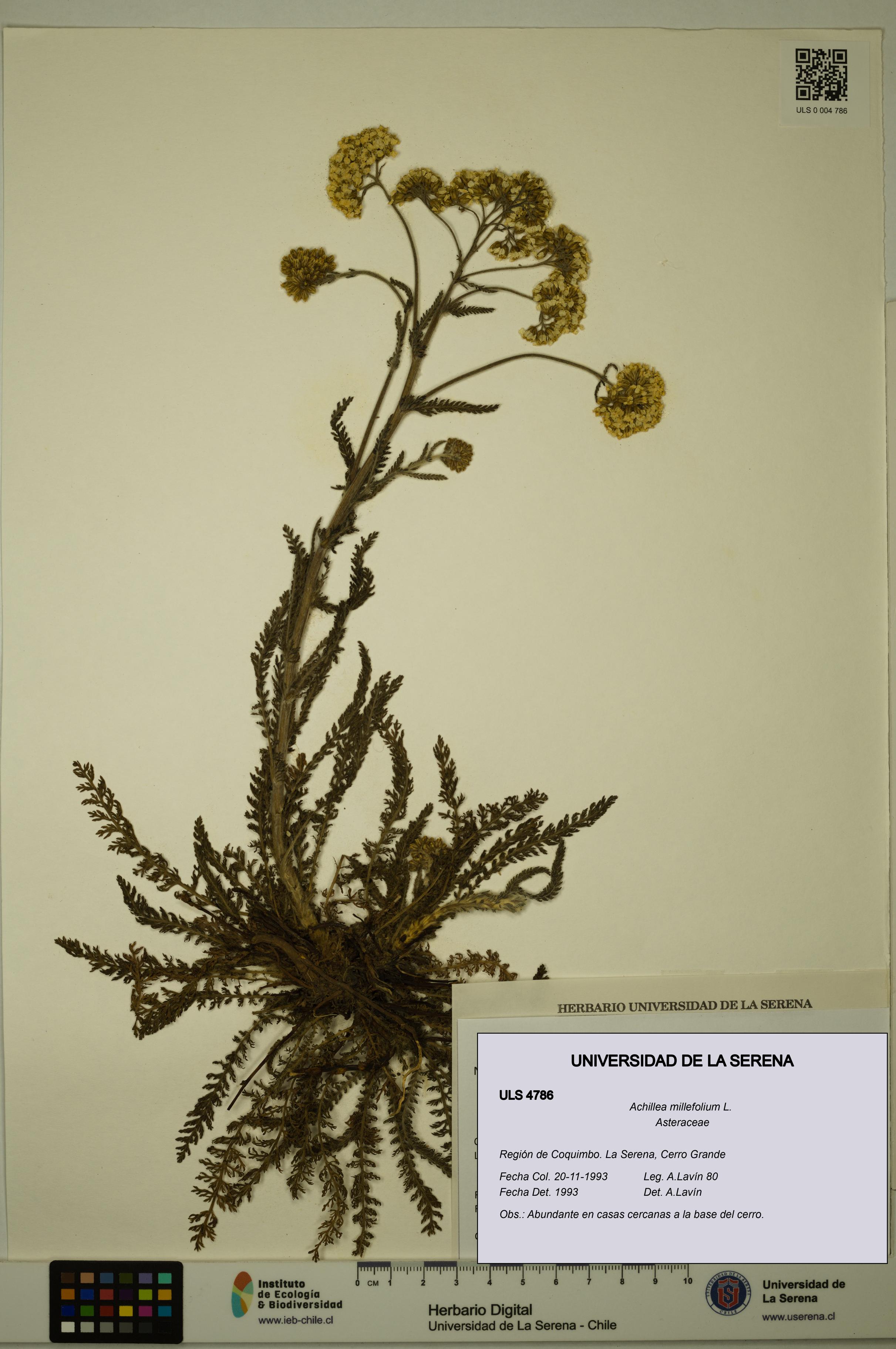 Achillea millefolium [Espécimen: ULS:ULS:0004786]