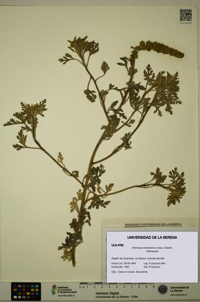 Ambrosia chamissonis [Espécimen: ULS:ULS:0004792]