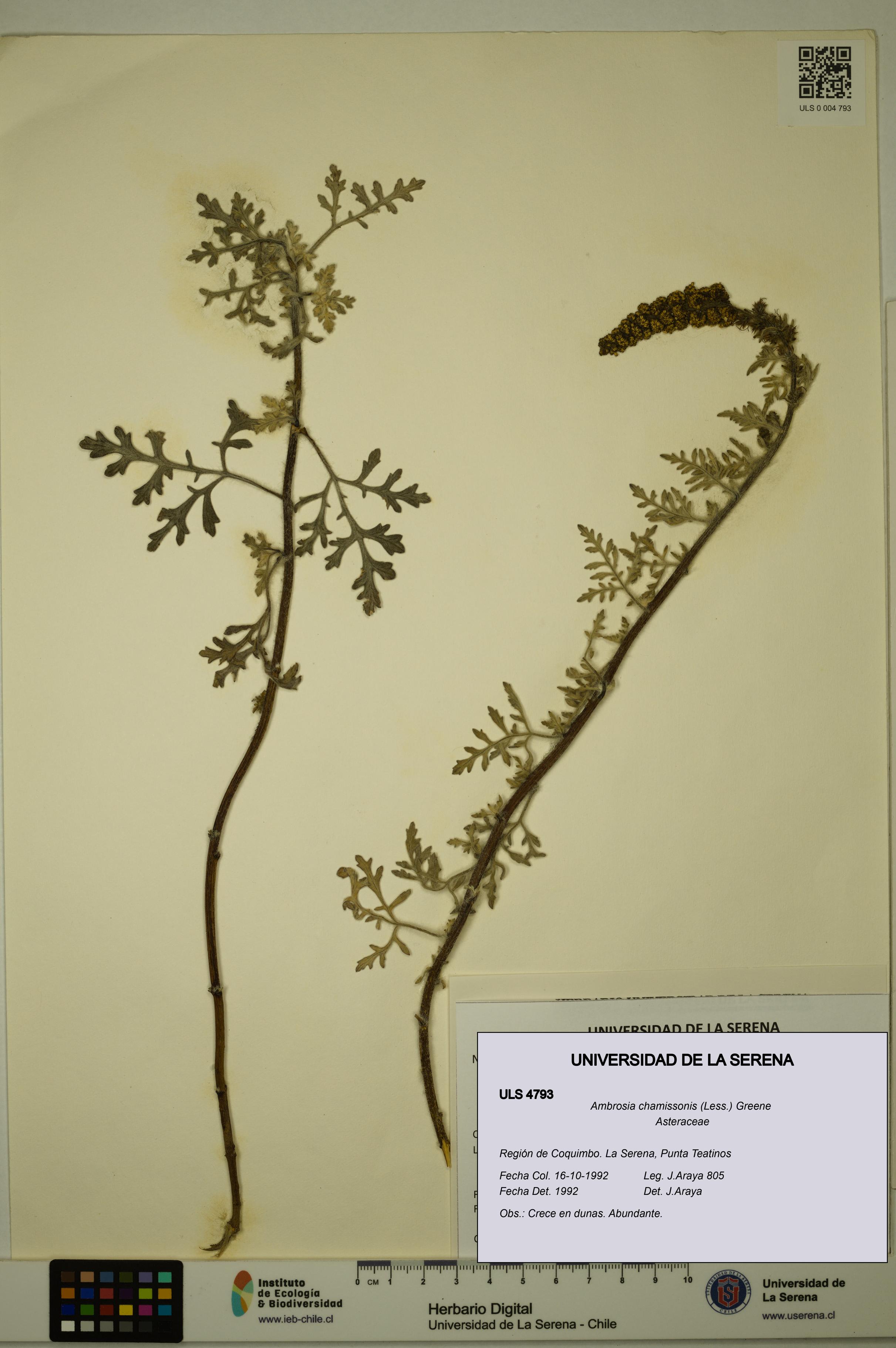 Ambrosia chamissonis [Espécimen: ULS:ULS:0004793]