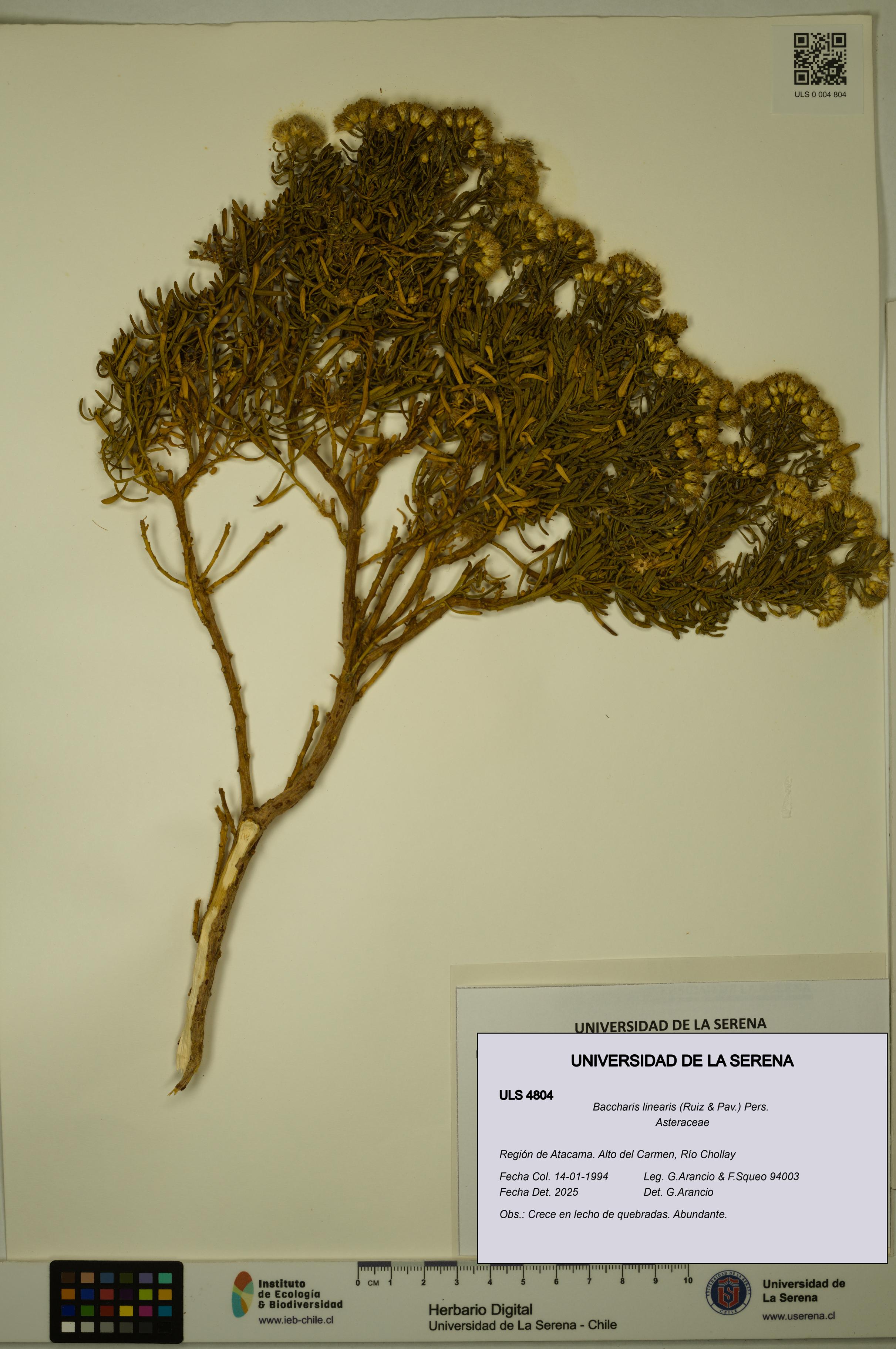 Baccharis linearis [Espécimen: ULS:ULS:0004804]