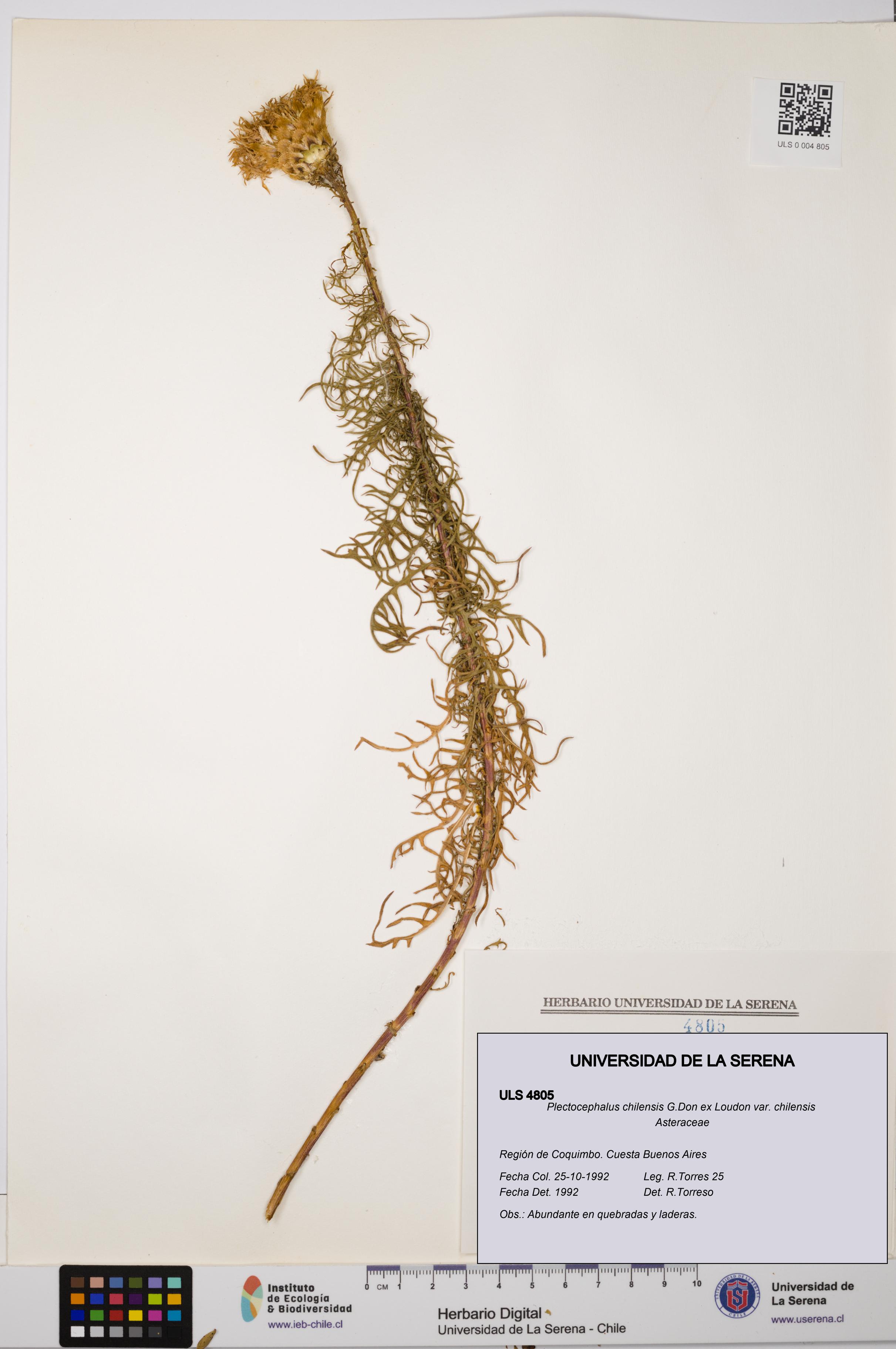 Plectocephalus chilensis var. chilensis [Espécimen: ULS:ULS:0004805]