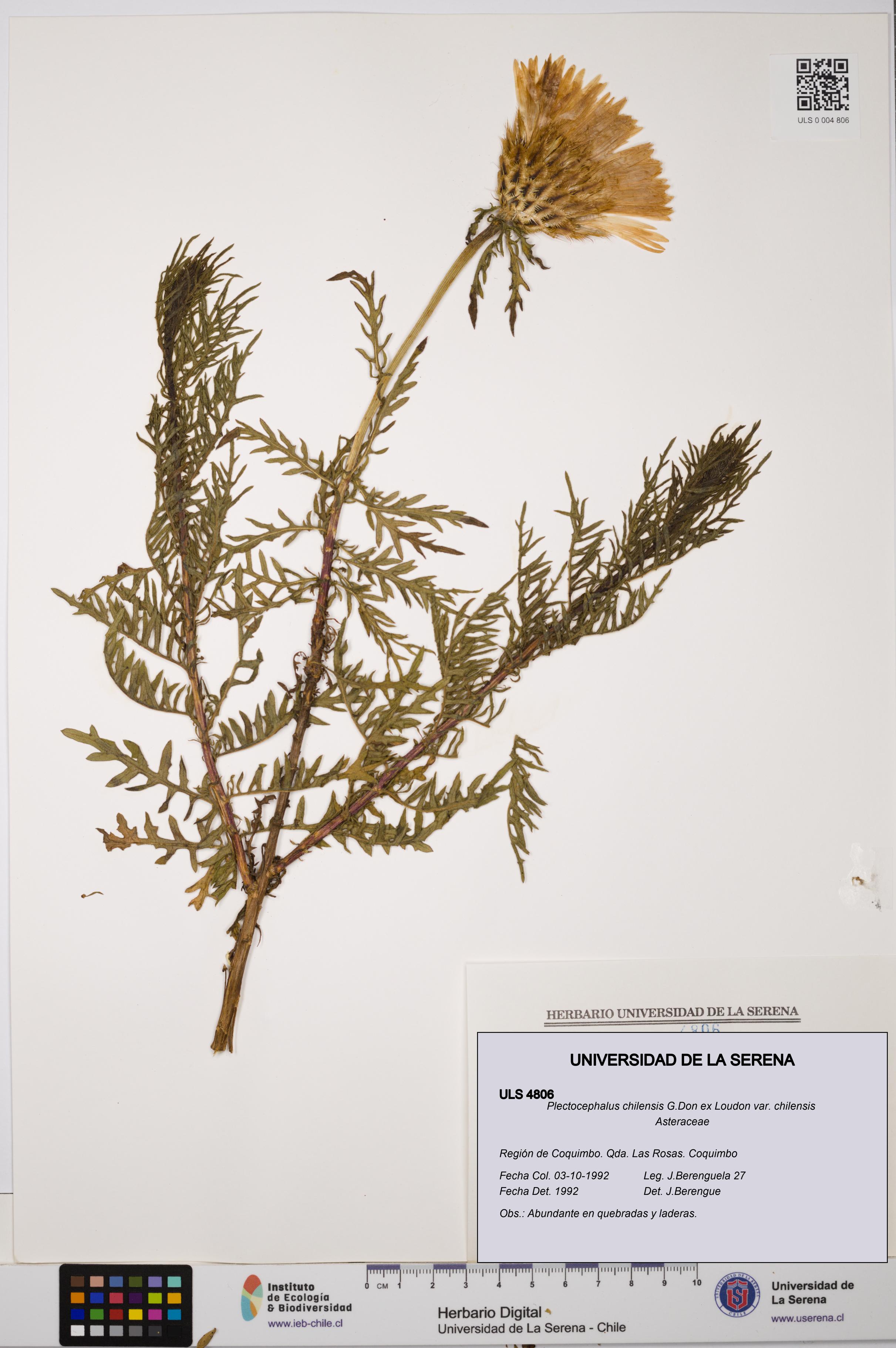 Plectocephalus chilensis var. chilensis [Espécimen: ULS:ULS:0004806]