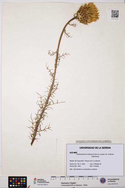 Plectocephalus chilensis var. chilensis [Espécimen: ULS:ULS:0004807]