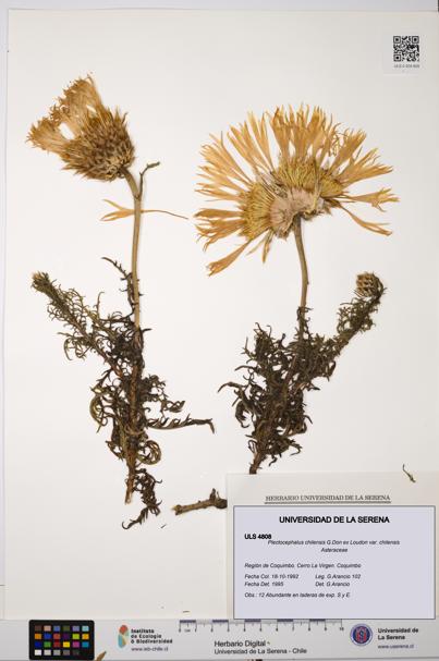 Plectocephalus chilensis var. chilensis [Espécimen: ULS:ULS:0004808]