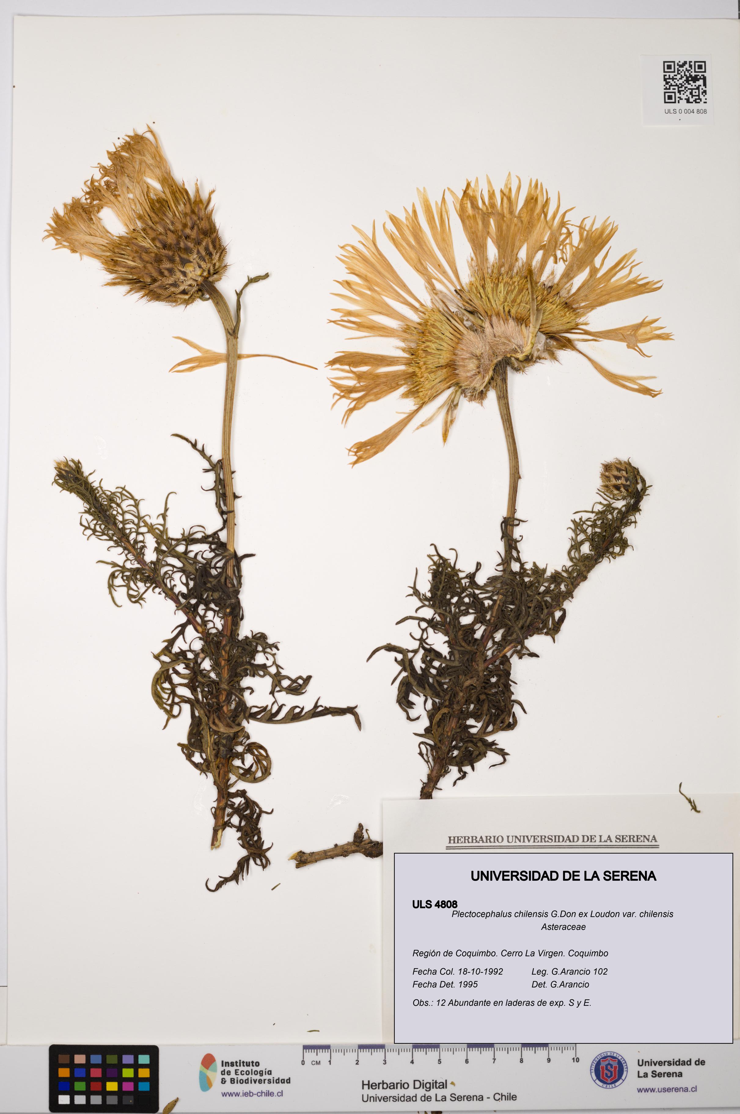 Plectocephalus chilensis var. chilensis [Espécimen: ULS:ULS:0004808]