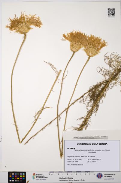 Plectocephalus chilensis var. chilensis [Espécimen: ULS:ULS:0004809]
