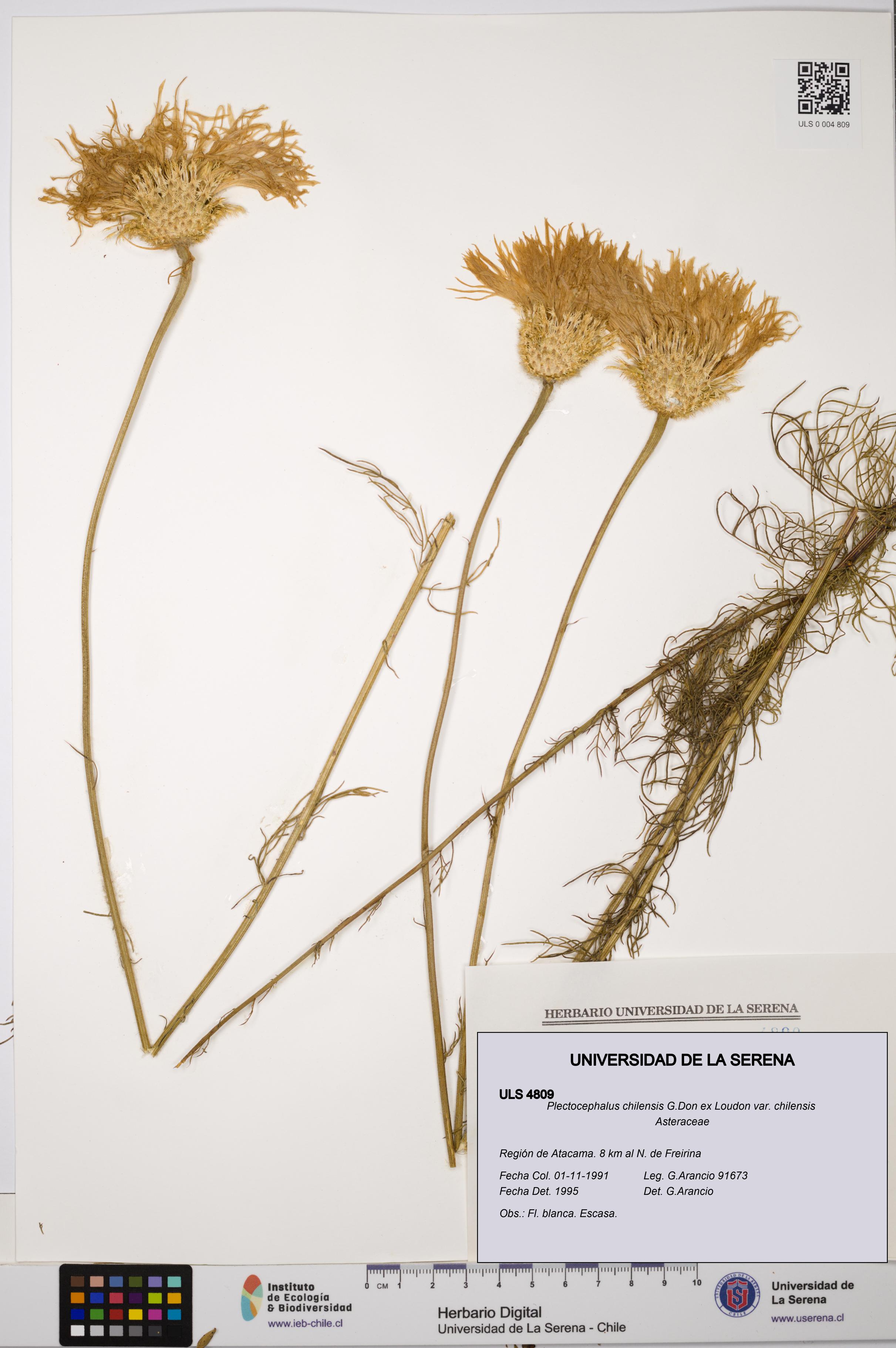 Plectocephalus chilensis var. chilensis [Espécimen: ULS:ULS:0004809]