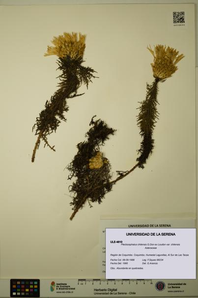 Plectocephalus chilensis var. chilensis [Espécimen: ULS:ULS:0004810]