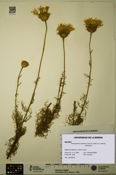 Plectocephalus chilensis var. chilensis [Espécimen: ULS:ULS:0004811]